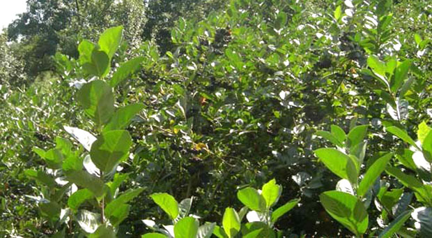 Аронија родила, а купаца ни на видику